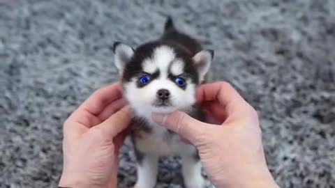 Funny husky short