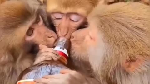 Funny monkeys