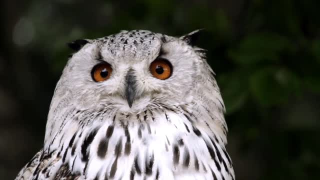 Don't be scared || Mesmerising owl moments