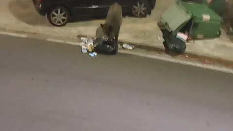 wild boar eats garbage