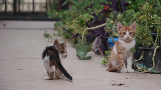 Cute kittens visiting our garden