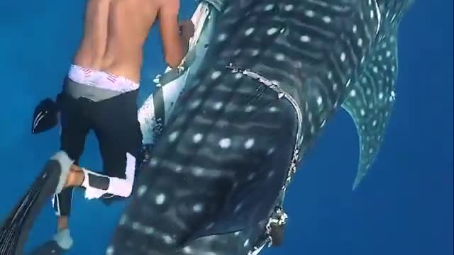 There are people harmful to underwater life but