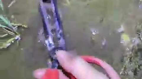Asian Eel catching video