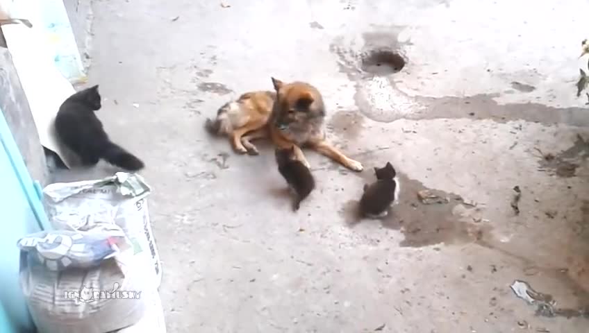 Mother cat with kittens came to old friend