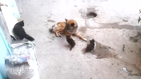 Mother cat with kittens came to old friend
