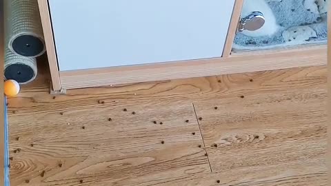 The cat was a carnivore