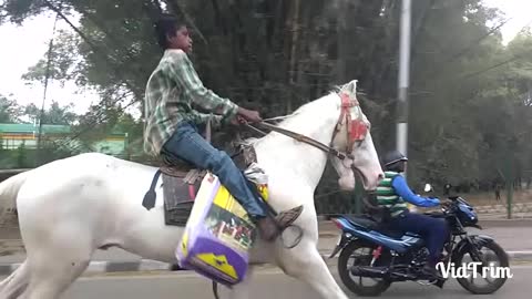 Horse vs bike racing on road