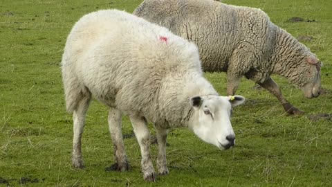 Horses and Sheep and their amazing Eye Movements