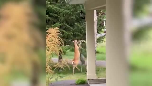What is happining there. Best ever animals fighting video (1080p)