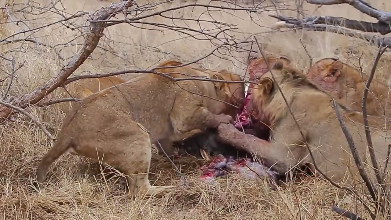 Lions devouring a Warthog