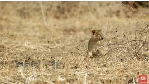 Roaring Majesty: Exploring the Enchanting Lion Pride of Luangwa Valley