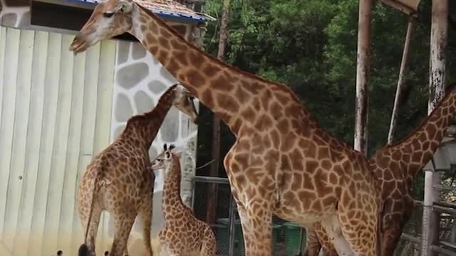 Giraffes at play