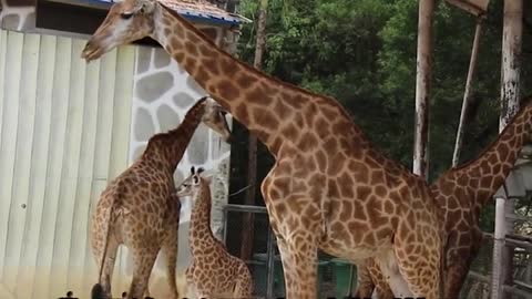 Giraffes at play