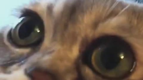 Baby Cats - Cute and Funny Baby Cat Videos Compilation