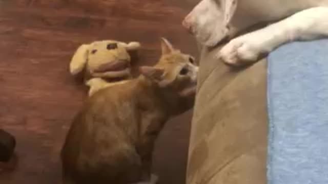 Our kitten apparently had enough of Hazel!
