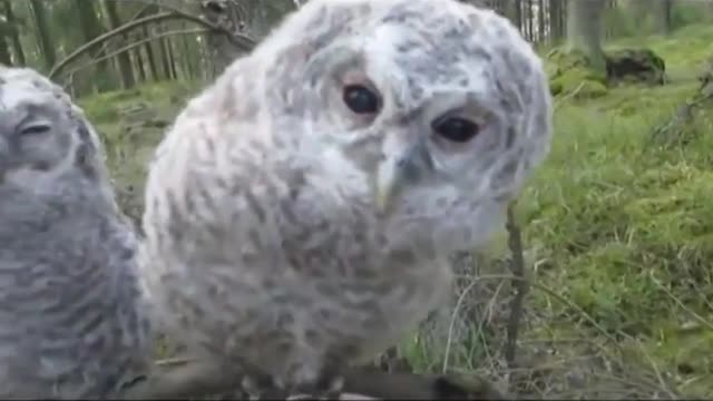 Funny video pets and wild animals compilation