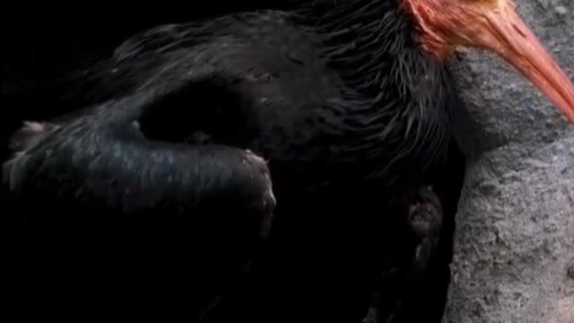 A bird that doesn't know its name