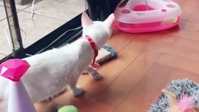 the most funniest video for cute cats