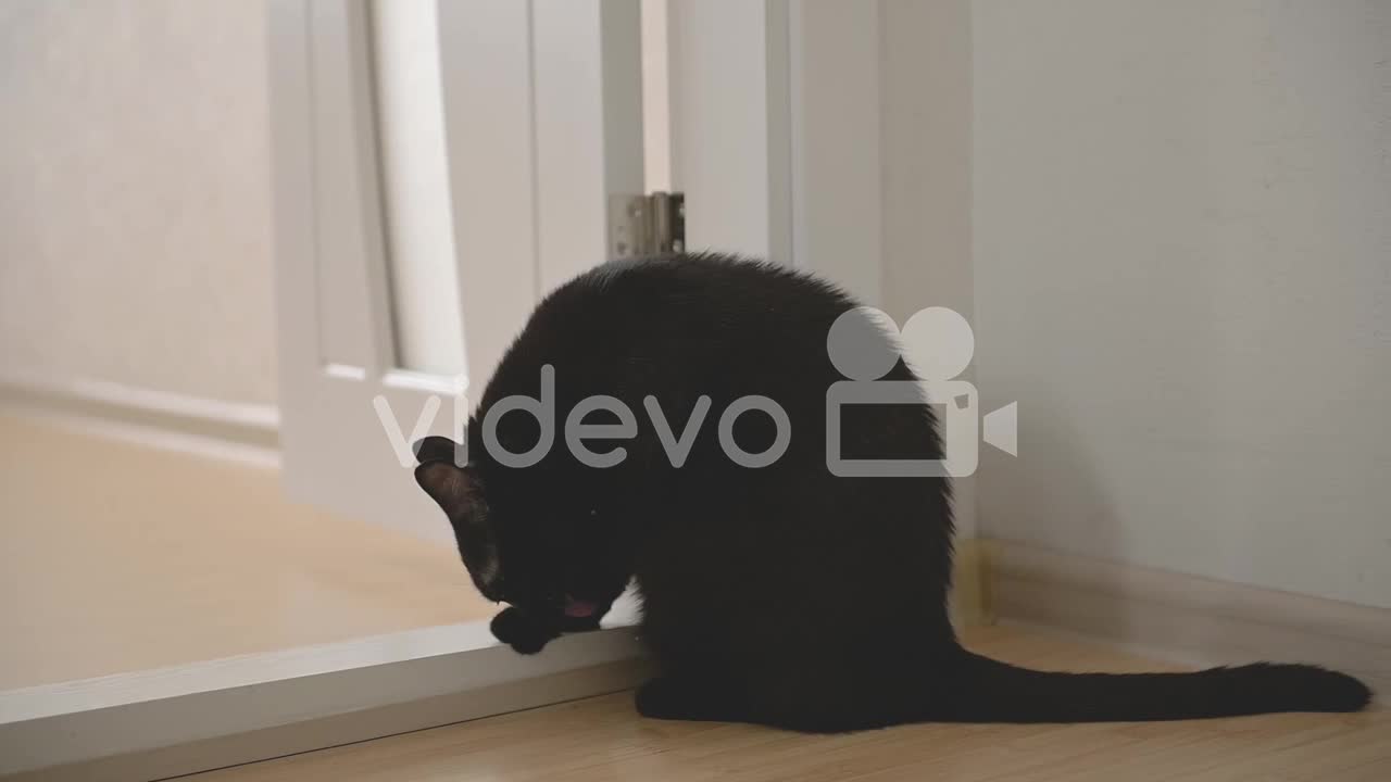 Cute Black Cat Licking Itself At Home 1