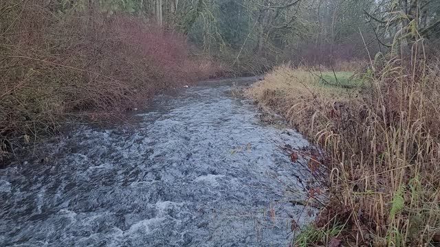 Relaxing sounds of a creek loop this and just relax