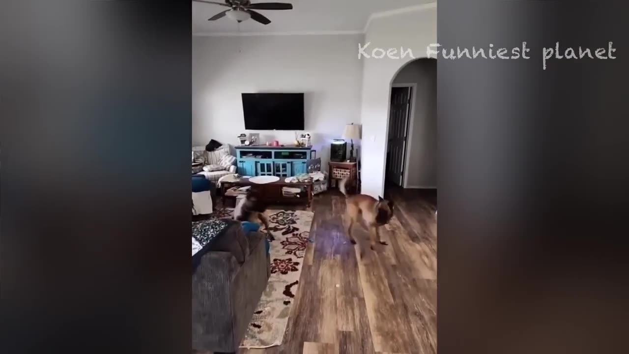 Funny Animal Videos