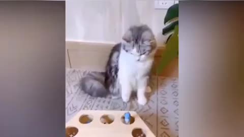 cute pets and funny videos collection