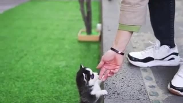 Micro Husky Puppy "REAL" (video used by scammers to sell lookalike toys)