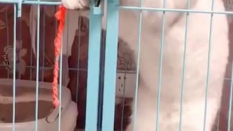 Lovely Cats
