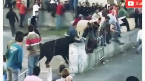 Cow and Man Funny Video