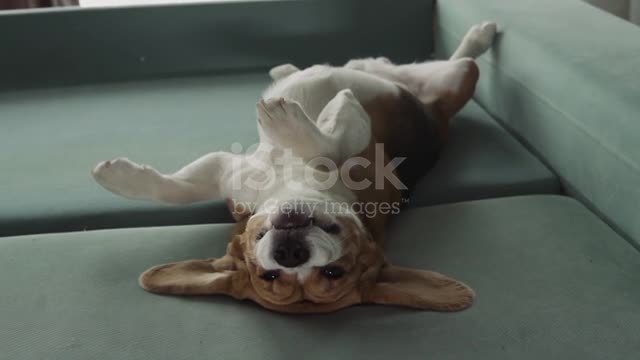 Funny dog. Just for fun. Dog fun. Sleeping dog