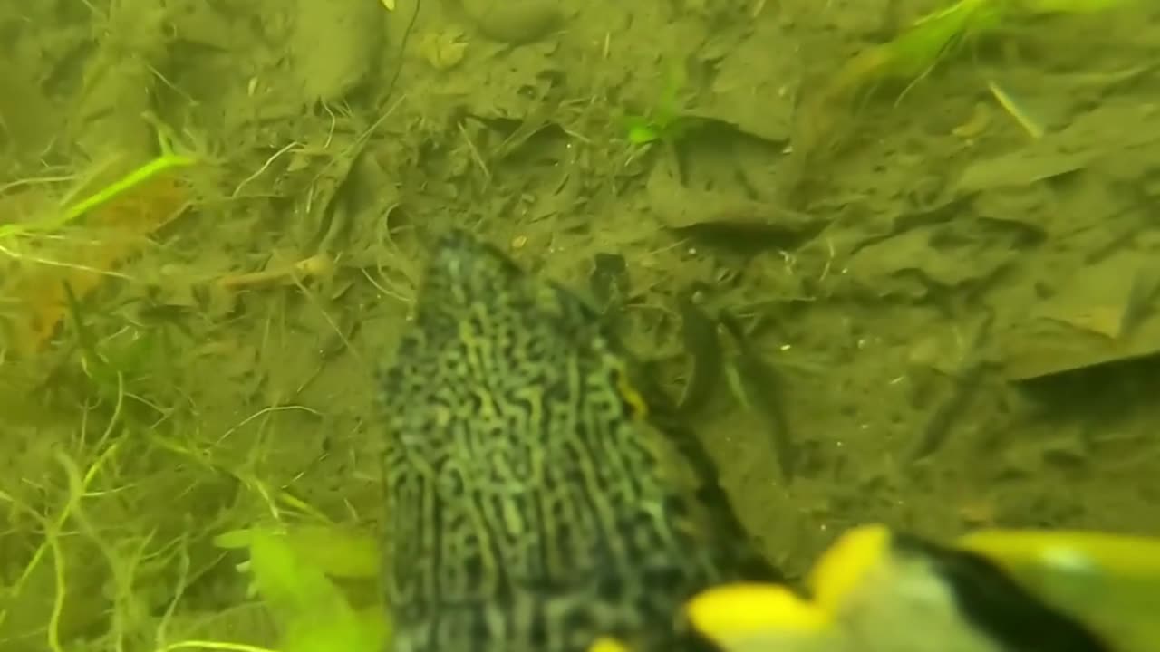 BEST GoPro on a Turtle! Swimming Underwater