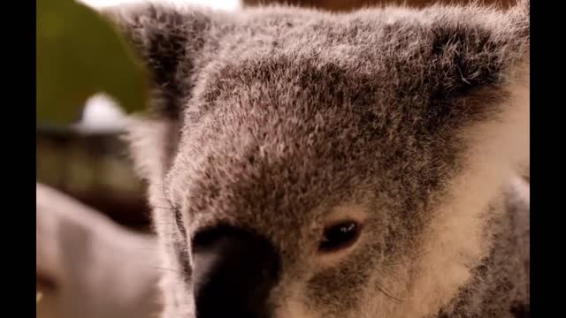 Koalas will always be cute