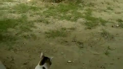 Cat and Monkey Playing