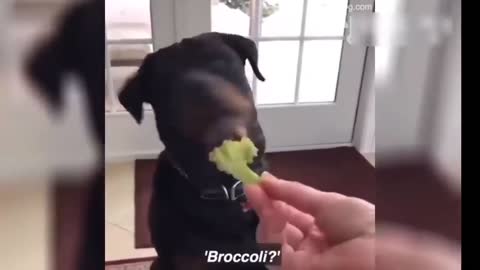 smart dog refuses to eat vegetable - funny dog - #4