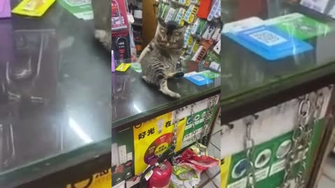 Cute & Funny Animals Videos 🐕‍🦺 Pets, Dogs & 🐱 Cats Compilation 2022