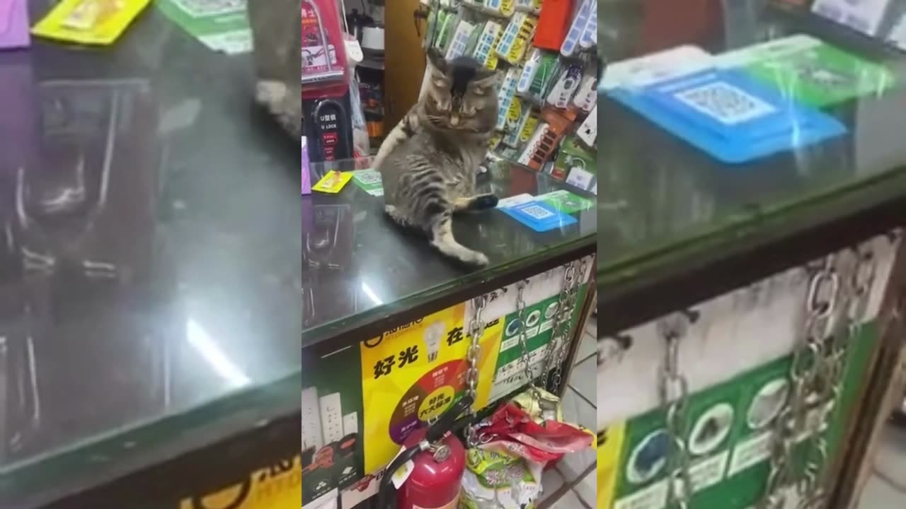 Cute & Funny Animals Videos 🐕🦺 Pets, Dogs & 🐱 Cats Compilation 2022