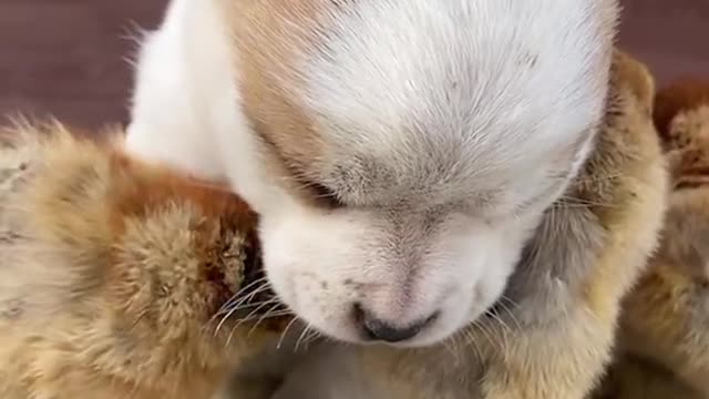 Baby dog and the child chicken