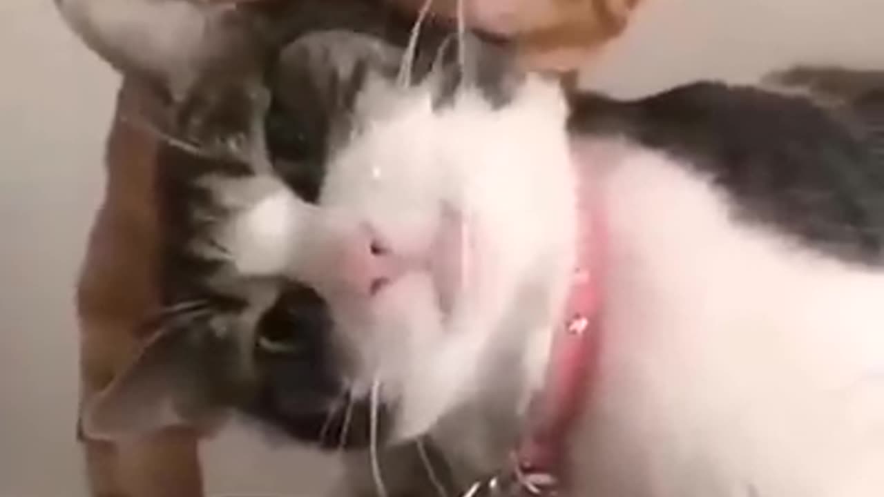 Cute cat animal videos funny comedy shorts 🤣😂🤣😂🤣😂