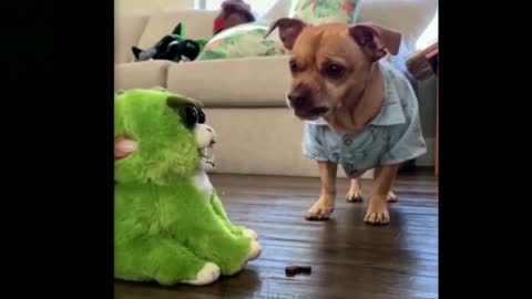 cute and funny dogs in must-see videos