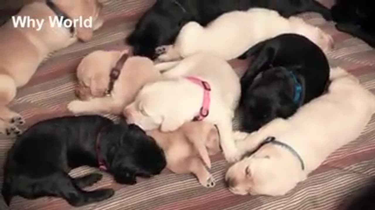 Cute puppy videos