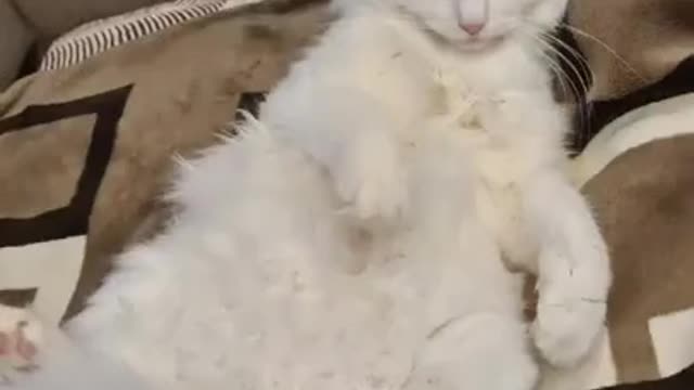 Cat, cat, cat