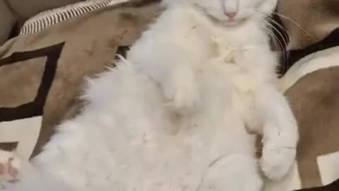 Cat, cat, cat
