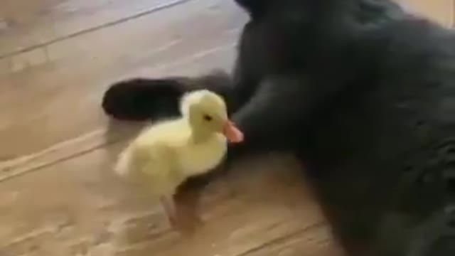 Mother cat and dickling