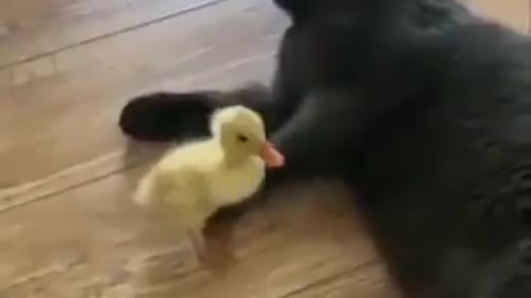 Mother cat and dickling