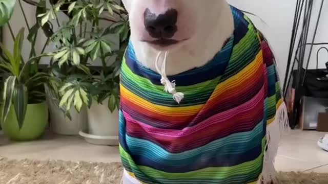 SOUNDON#dog#walter