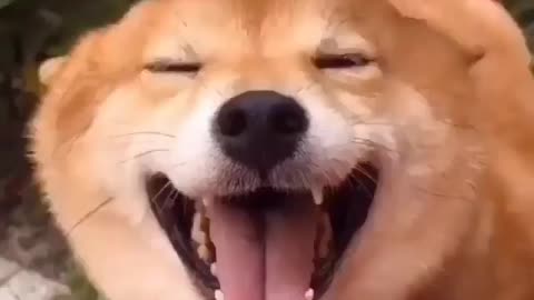 Relaxing dog tool