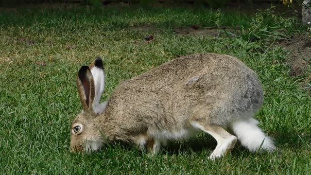 A Rabbit Feeding On The Grass In the Garden