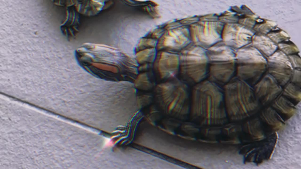 Turtle and Tortoise Differences In Under A Minute!