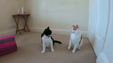 Cats play and fight