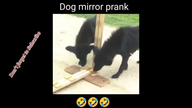 Funny 🤣 videos